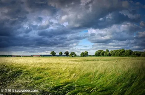 一望无际稻田摄影