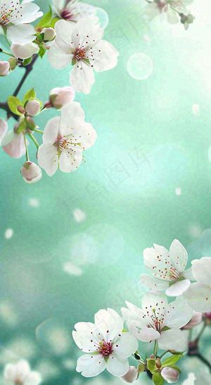 春天白色的樱花花朵开满枝头立春惊蛰春分摄影图