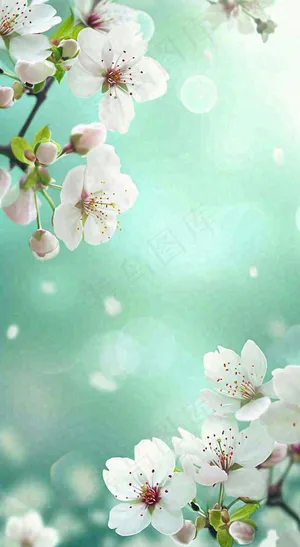 春天白色的樱花花朵开满枝头立春惊蛰春分摄影图