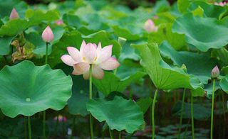 夏天荷花池荷叶清爽 ，夏至小暑大暑摄影图