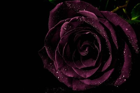 超级黑玫瑰特写图