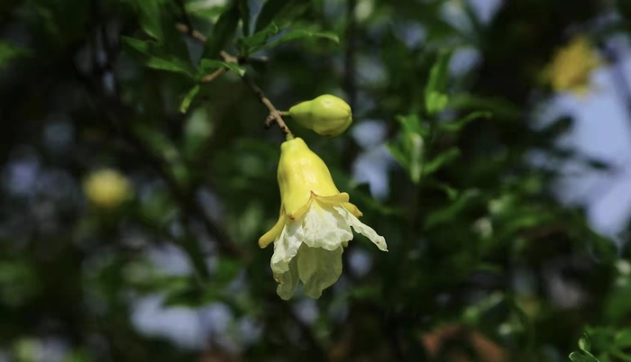 花朵背景元素