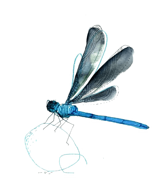 蜻蜓|夏天|免扣|背景