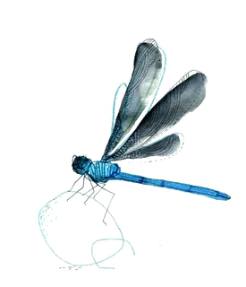 蜻蜓|夏天|免扣|背景