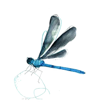 蜻蜓|夏天|免扣|背景