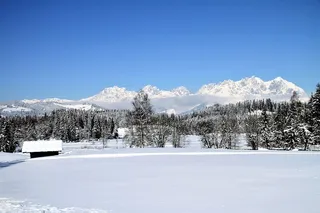 冬天白色背景风景大树
