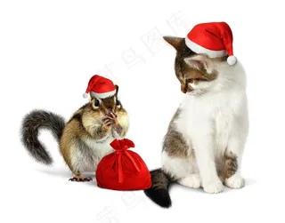 圣诞节的可爱小猫