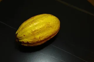 黄色成熟可可豆特写图