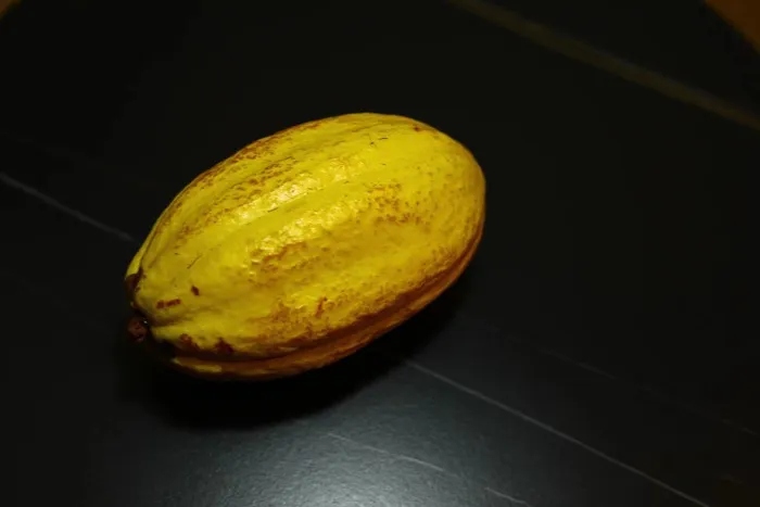 黄色成熟可可豆特写图 黄色成熟可可豆特写图