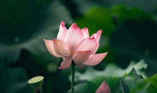 夏天荷花池荷叶荷花特写，夏至小暑大暑摄影图