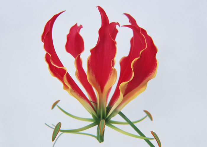 花朵鲜花 