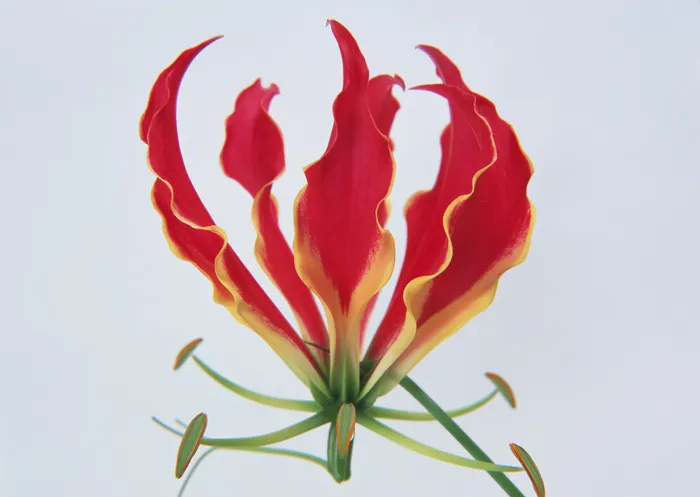 花朵鲜花 