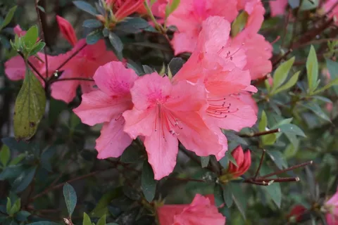 映山红花朵图片 映山红花朵图片
