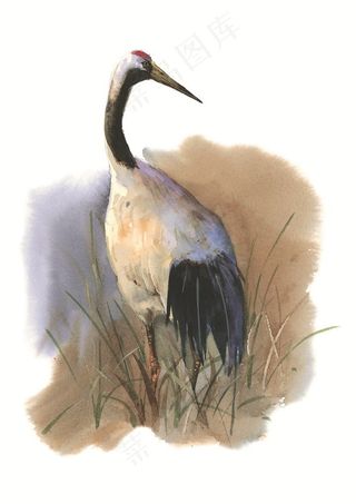 漂亮的仙鹤素材