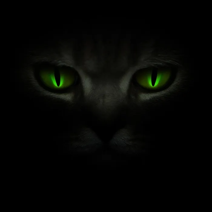 一只绿眼睛的小黑猫