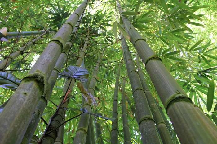 高清竹子竹林