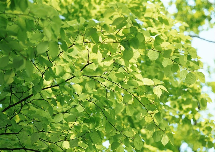 树木风景美丽的摄影图片