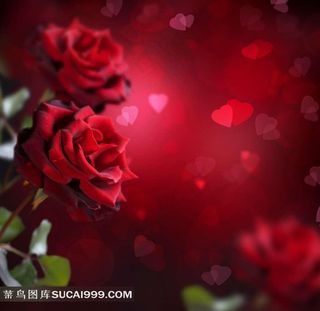 高清红玫瑰梦幻背景图片下载