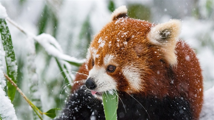 雪中在吃绿叶的浣熊