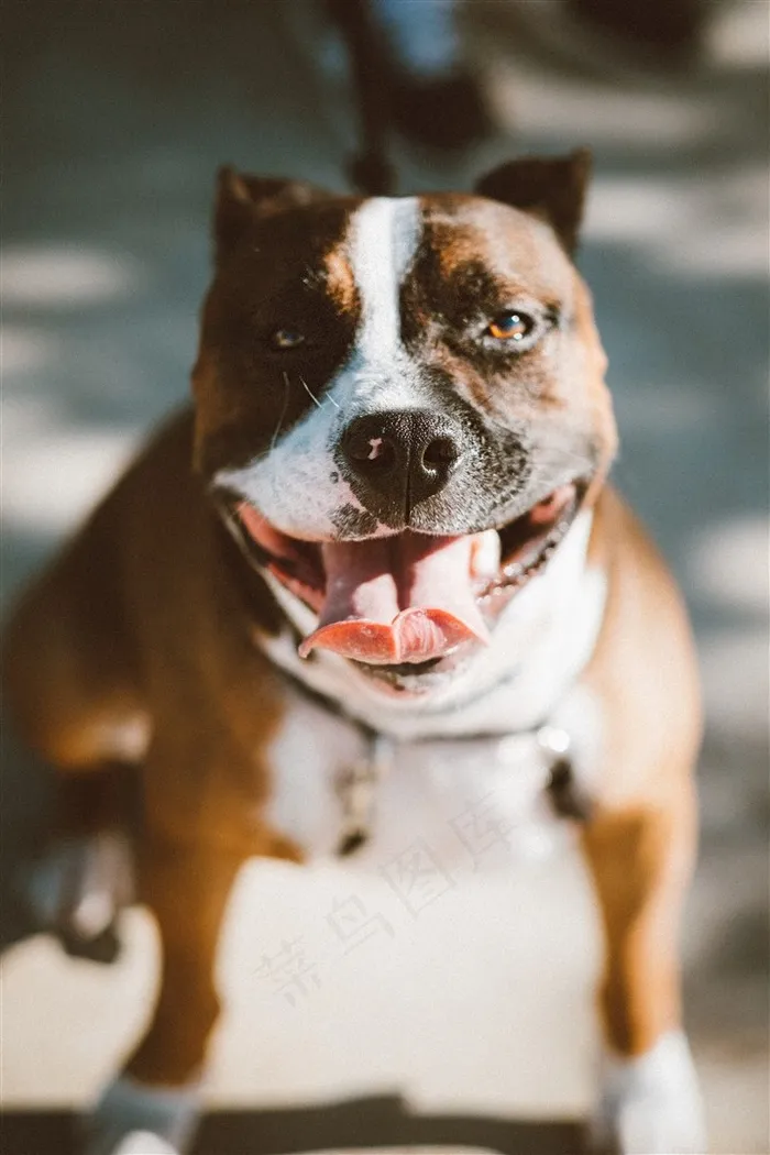 憨萌的斗牛犬狗狗素材