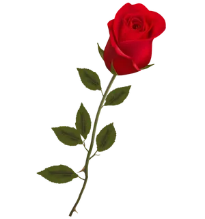 鲜花玫瑰免扣素材