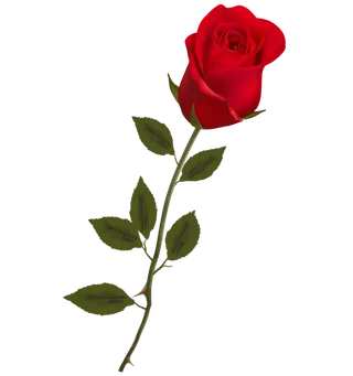 鲜花玫瑰免扣素材