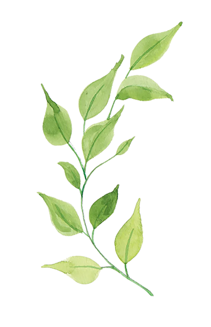 枝叶绿叶植被