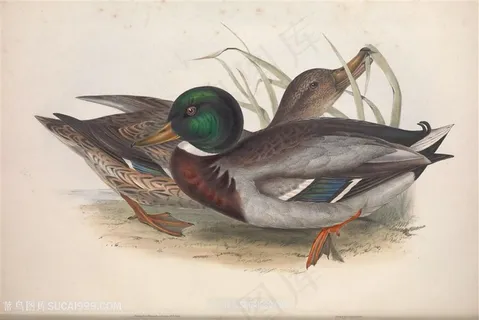 手绘欧洲高清鸟类横版装饰画 手绘欧洲高清鸟类横版装饰画