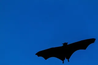 夜空中掠过的蝙蝠