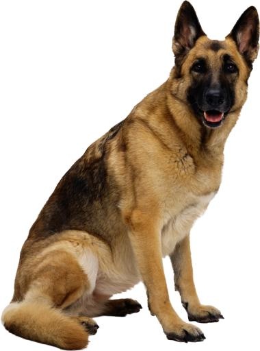 德国牧羊犬 PNG免抠(952x1280)
