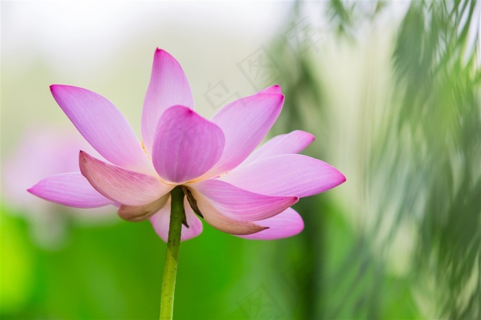 柳荫下盛开的荷花