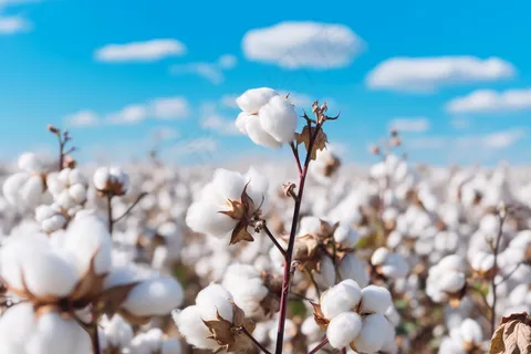 棉花种植成熟摄影图 棉花种植成熟摄影图