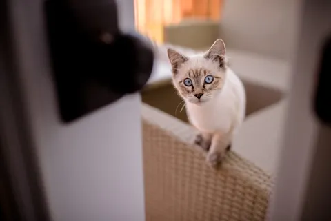 可爱猫咪猫猫摄影素材