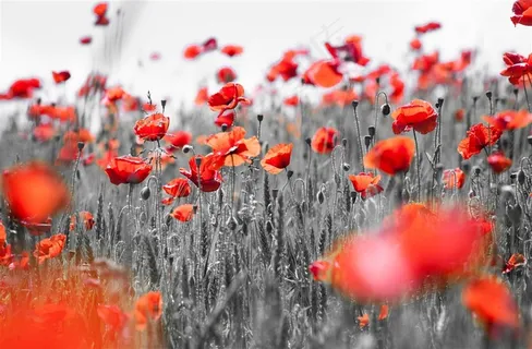梦幻红色花朵 梦幻红色花朵