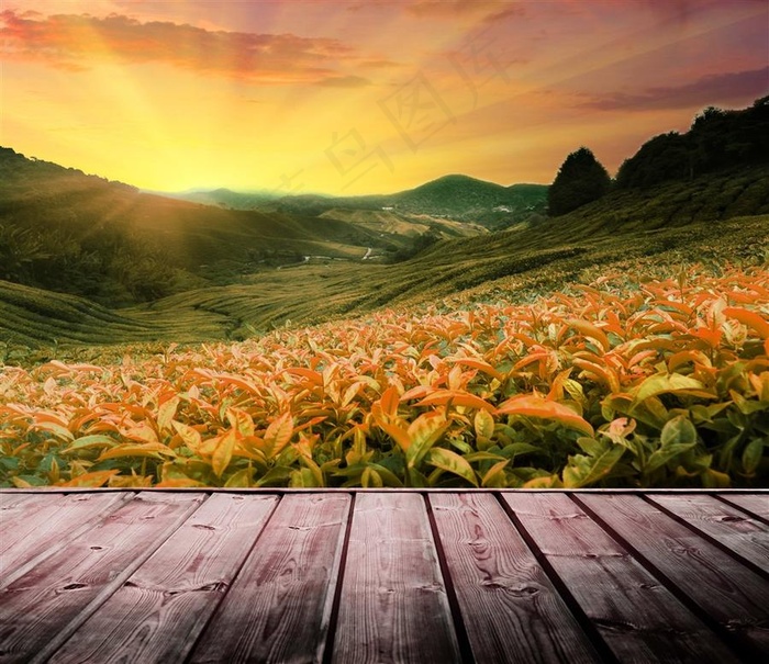 傍晚时分的茶叶林田园风光