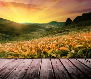 傍晚时分的茶叶林田园风光