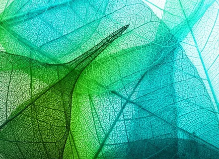 蓝绿渐变树叶叶脉底纹背景 蓝绿渐变树叶叶脉底纹背景