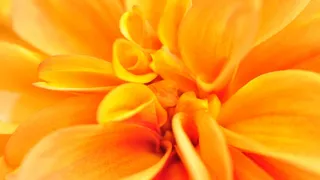 高清黄色花朵花蕊