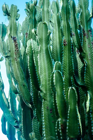 绿色仙人掌仙人球摄影素材