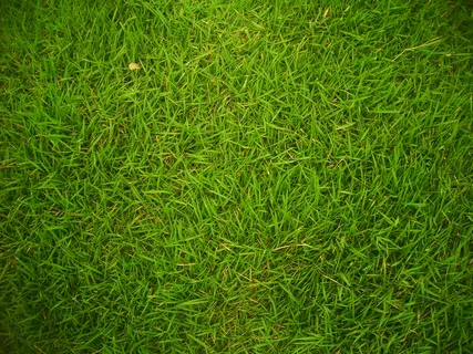 草地背景图 草地背景图