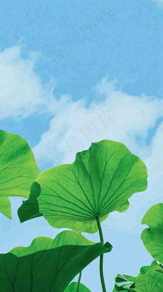 夏日荷叶绿色样式天空蓝天阳光清新白云，夏至小暑大暑处暑摄影图(816x1456)