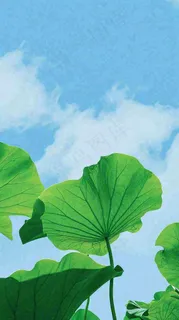 夏日荷叶绿色样式天空蓝天阳光清新白云，夏至小暑大暑处暑摄影图