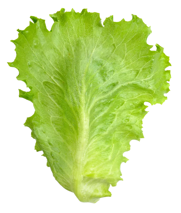 生菜 (26)超市商品白底图免抠实物摄影png格式图片透明底