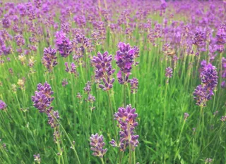 薰衣草风景图片