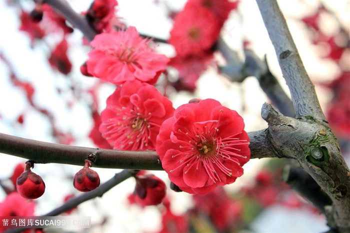 高清唯美傲骨梅花鲜花图片