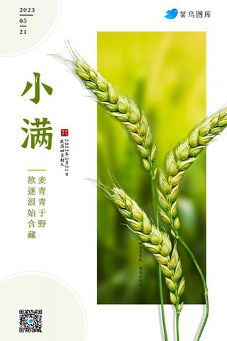 小满节气小麦麦穗绿色小清新海报 (3)
