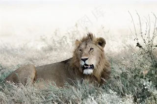 凶猛的野外雄狮图