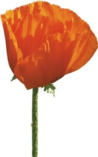 罂粟花 PNG免抠
