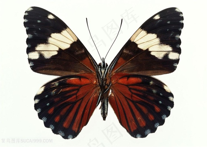 高清黑斑蝴蝶标本图片