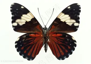 高清黑斑蝴蝶标本图片